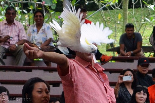 Singapur, Bird Park - Park Ptaków, kakadu