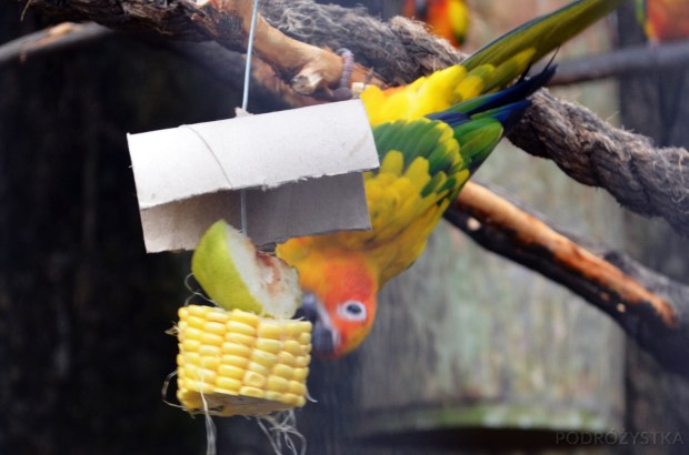 Singapur, Bird Park - Park Ptaków, konura słoneczna