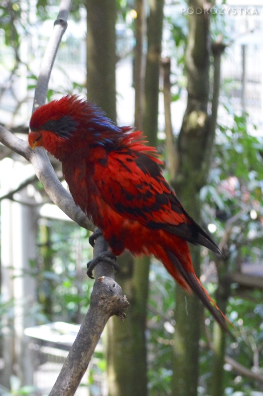 Singapur, Bird Park - Park Ptaków, lora
