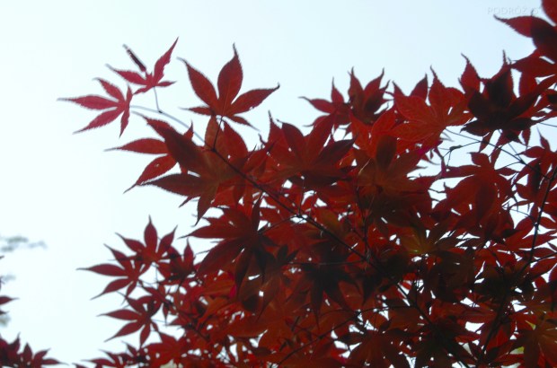 Japonia, Tokio, park Ueno-koen, klon japoński, fantastyczne, czerwone liście