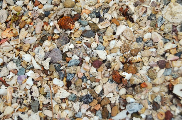 Singapur, wyspa Kusu, muszelki!