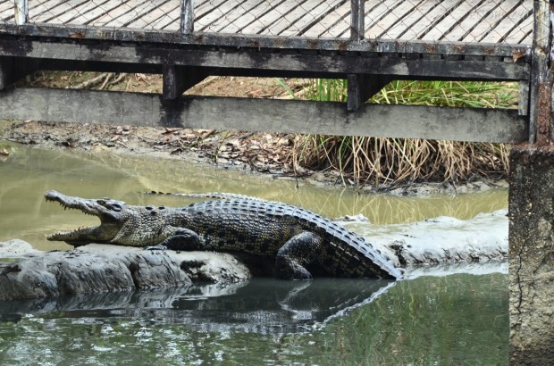 Birma, Yangon, Farma Krokodyli, przystojniak!