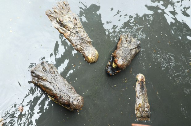 Birma, Yangon, Farma Krokodyli, rzucaj tę rybę!