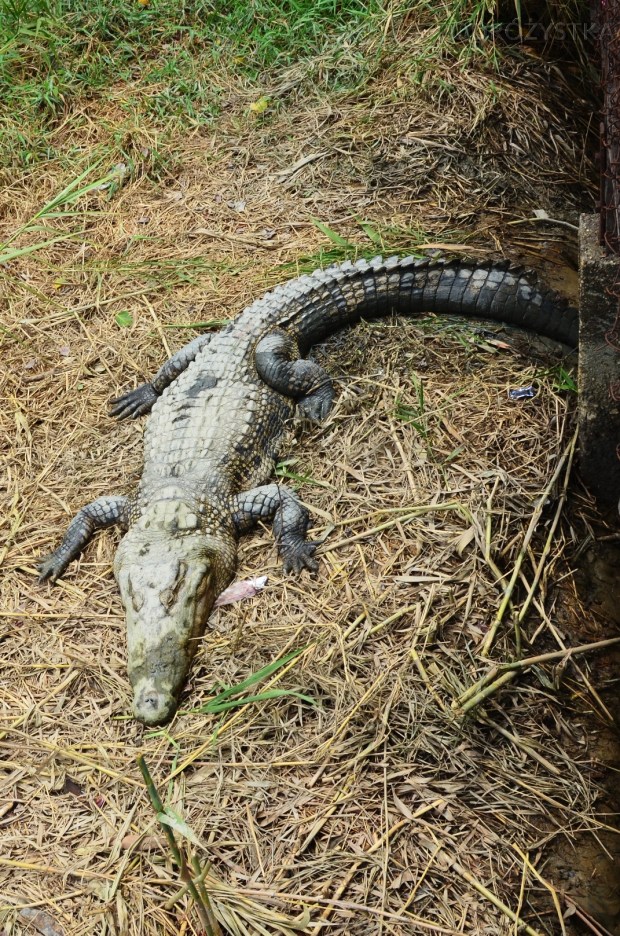 Birma, Yangon, Farma Krokodyli, relaks
