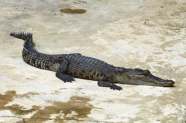 Birma, Yangon, Farma Krokodyli, mój ulubieniec!