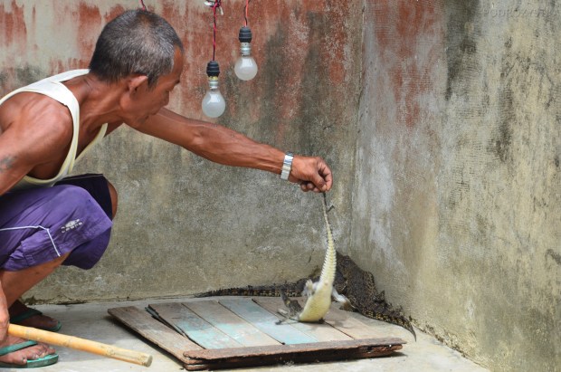 Birma, Yangon, Farma Krokodyli, zabawy z krokodylkami