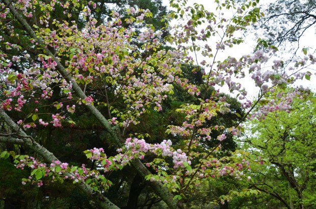 Japonia, Nara, Nara Park, więcej kwitnących wiśni
