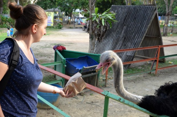 Malezja, Port Dickson, PD Ostrich Show Farm, żarłoczny struś chwilę później ukradł mi całą torebkę :(