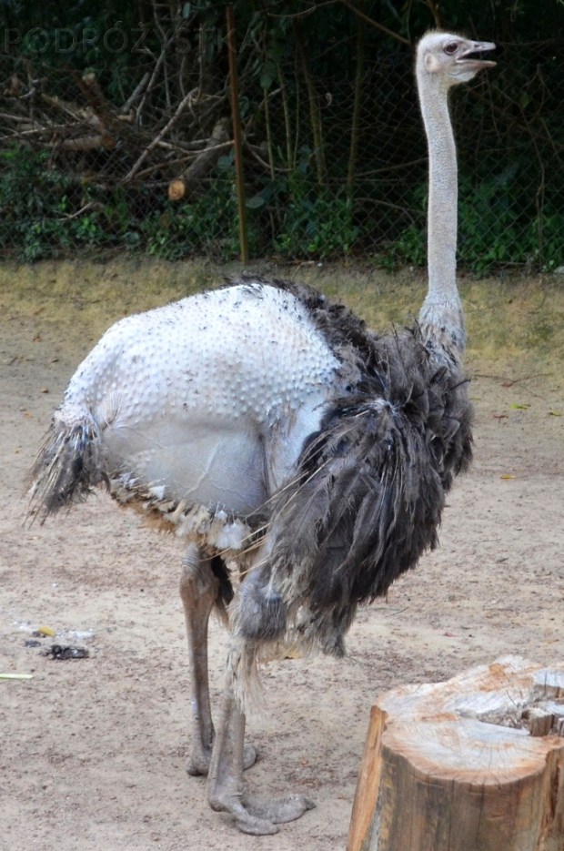 Malezja, Port Dickson, PD Ostrich Show Farm, wymiana upierzenia?
