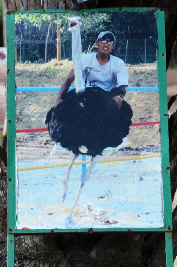 Malezja, Port Dickson, PD Ostrich Show Farm, szarża na strusiu