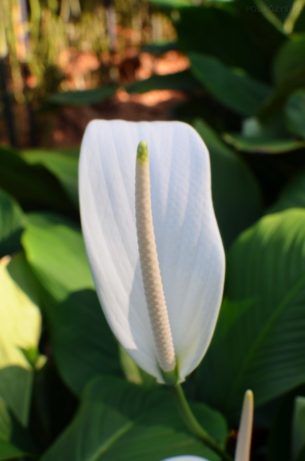 Singapur, Botanic Garden (Ogrody botaniczne), National Orchid Garden (Narodowy Ogród Orchidei)