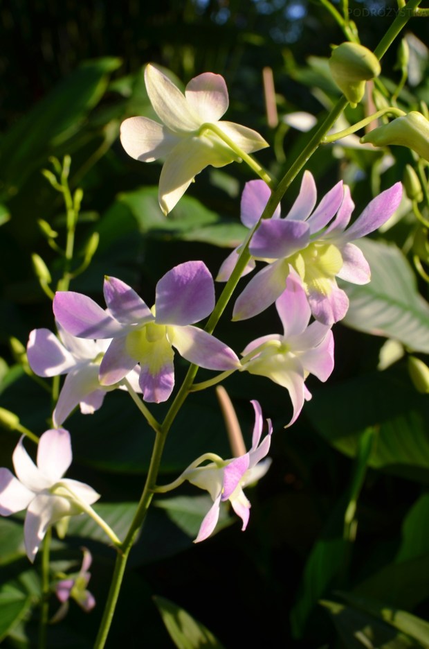 Singapur, Botanic Garden (Ogrody botaniczne), National Orchid Garden (Narodowy Ogród Orchidei)