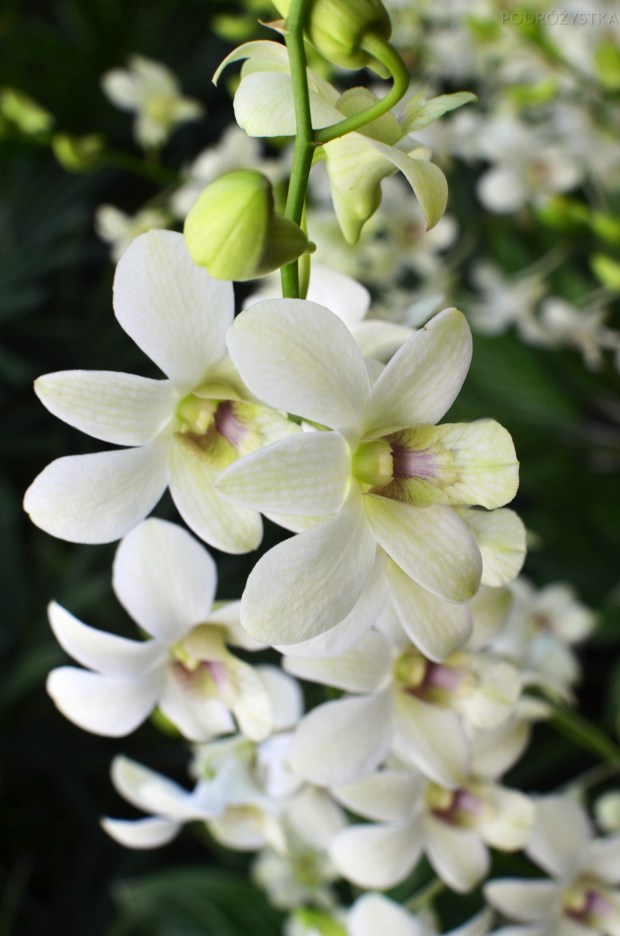 Singapur, Botanic Garden (Ogrody botaniczne), National Orchid Garden (Narodowy Ogród Orchidei)