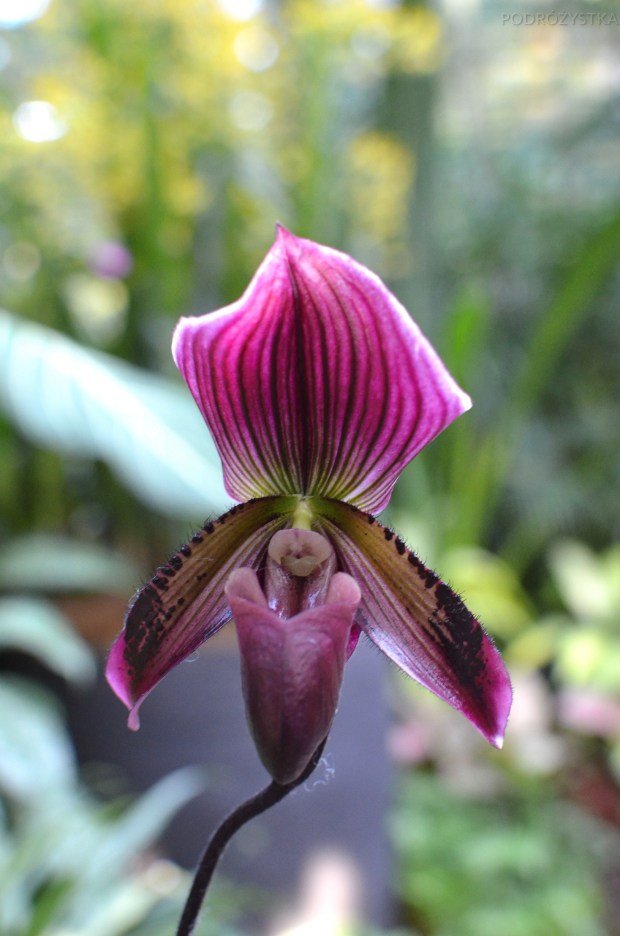 Singapur, Botanic Garden (Ogrody botaniczne), National Orchid Garden (Narodowy Ogród Orchidei)