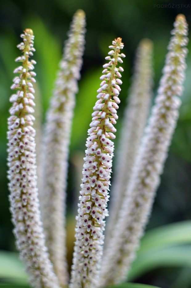 Singapur, Botanic Garden (Ogrody botaniczne), National Orchid Garden (Narodowy Ogród Orchidei)