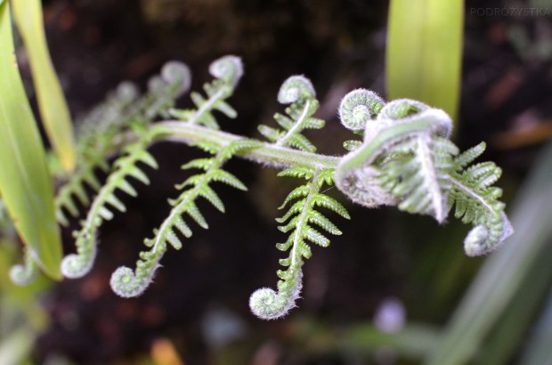 Singapur, Botanic Garden (Ogrody botaniczne), National Orchid Garden (Narodowy Ogród Orchidei)