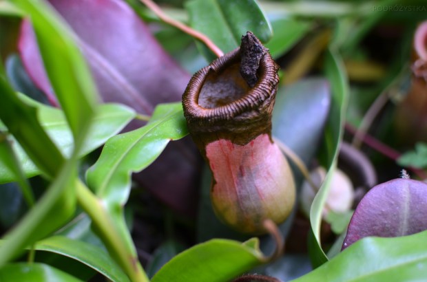 Singapur, Botanic Garden (Ogrody botaniczne), National Orchid Garden (Narodowy Ogród Orchidei)