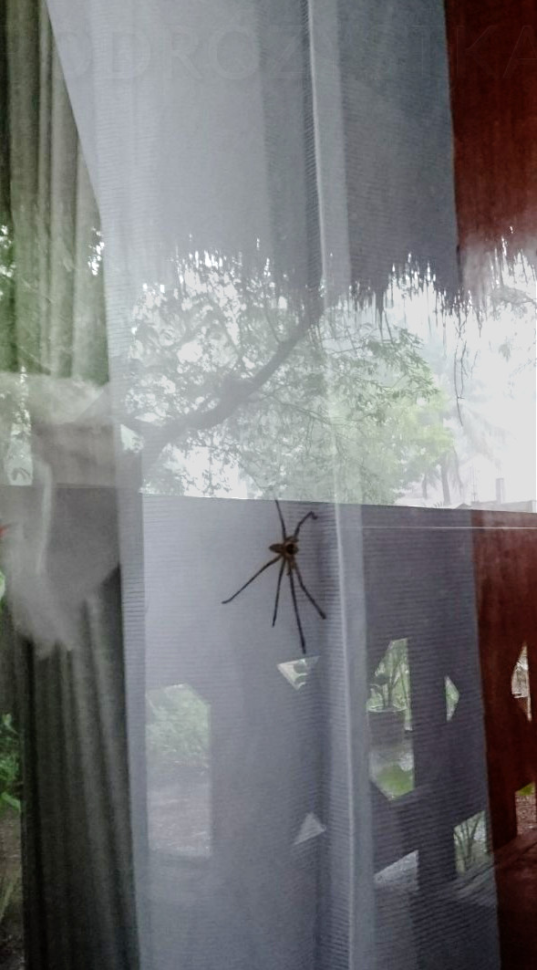 Flores_I_09_50_size_watermark