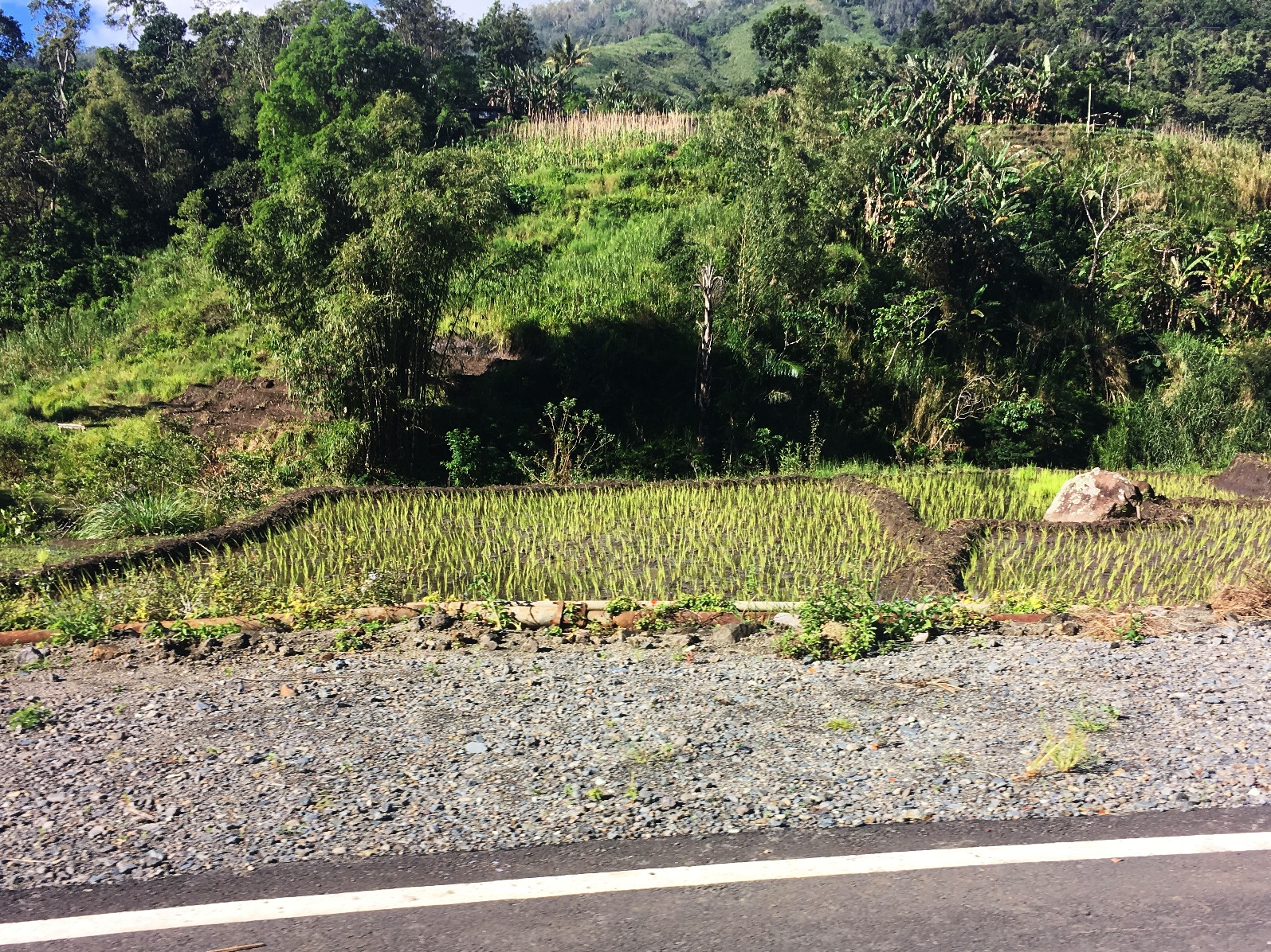 Flores_I_18_50_size_watermark