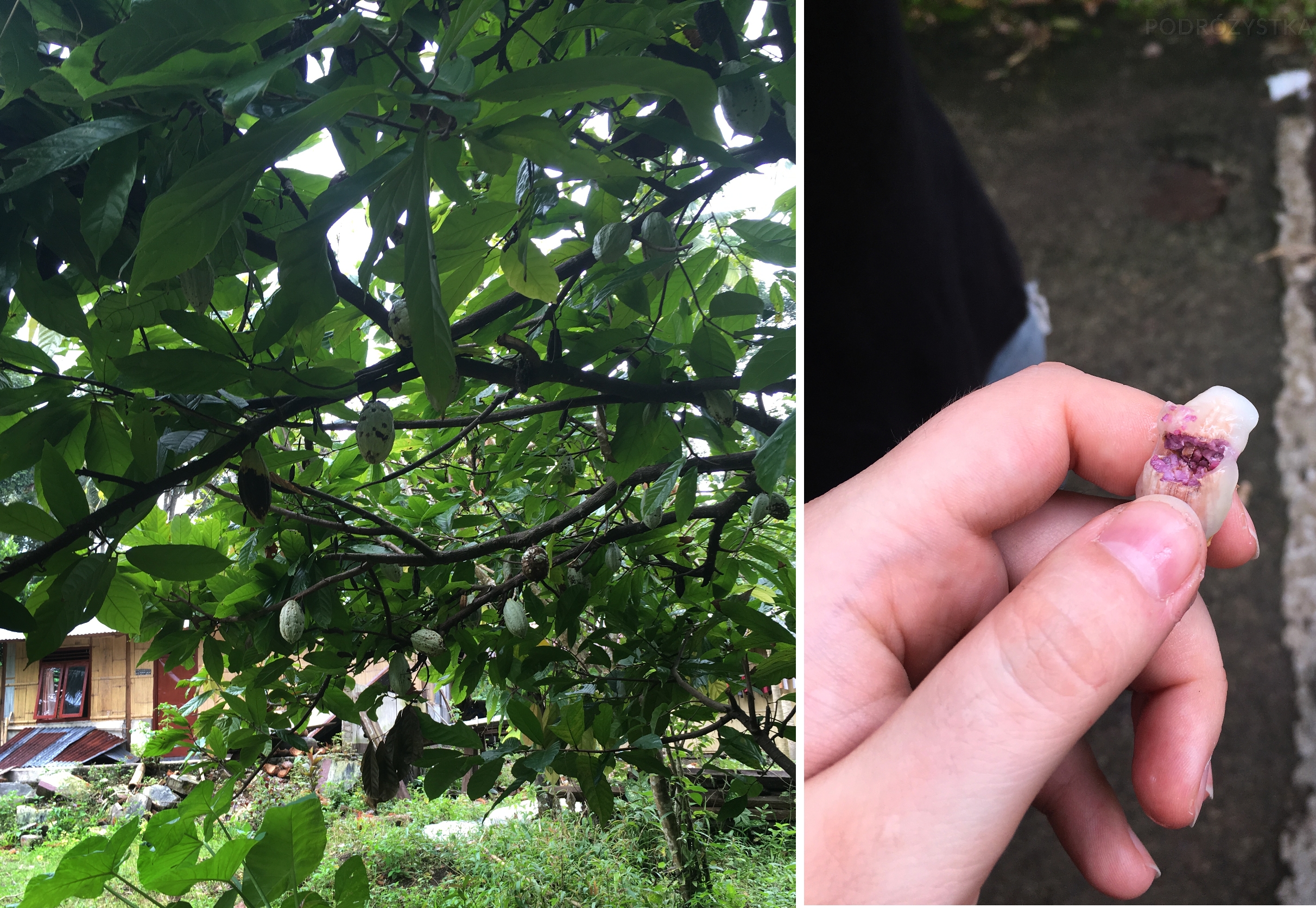 Flores_II_07_50_size_watermark