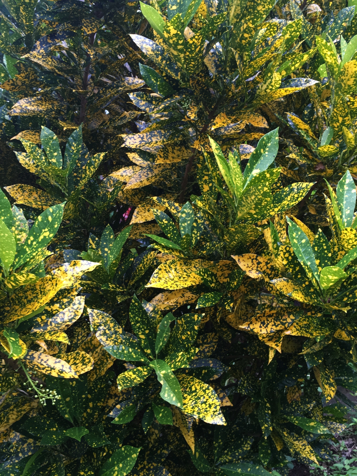 Flores_II_12_50_size_watermark