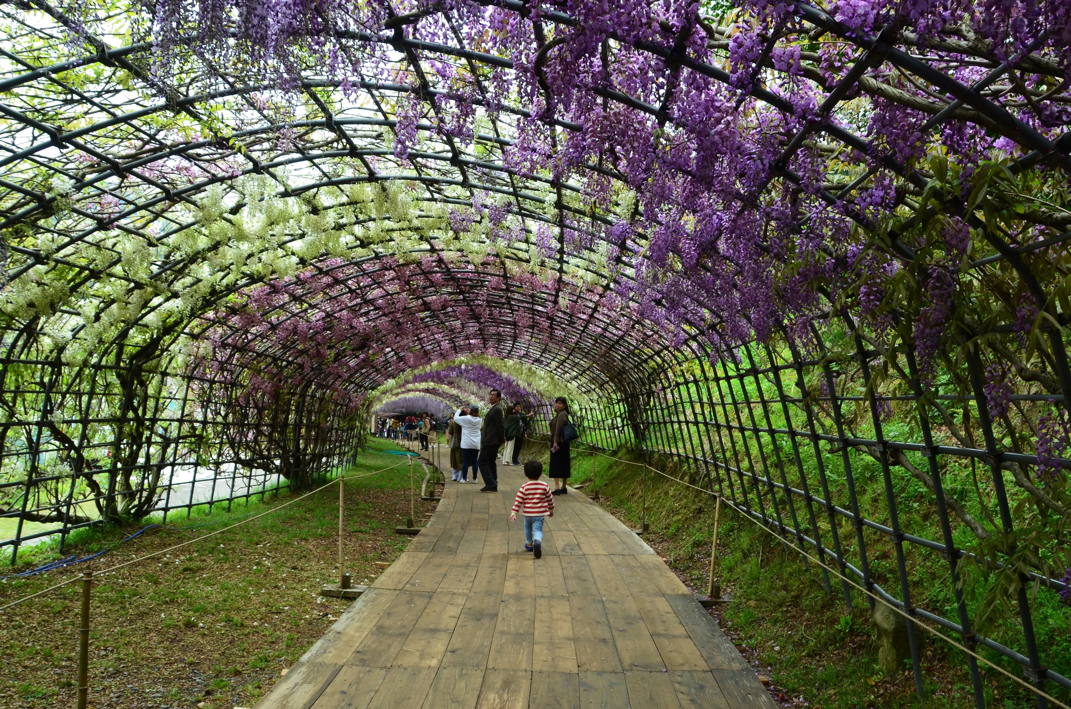 JP_I_08_50_size_watermark