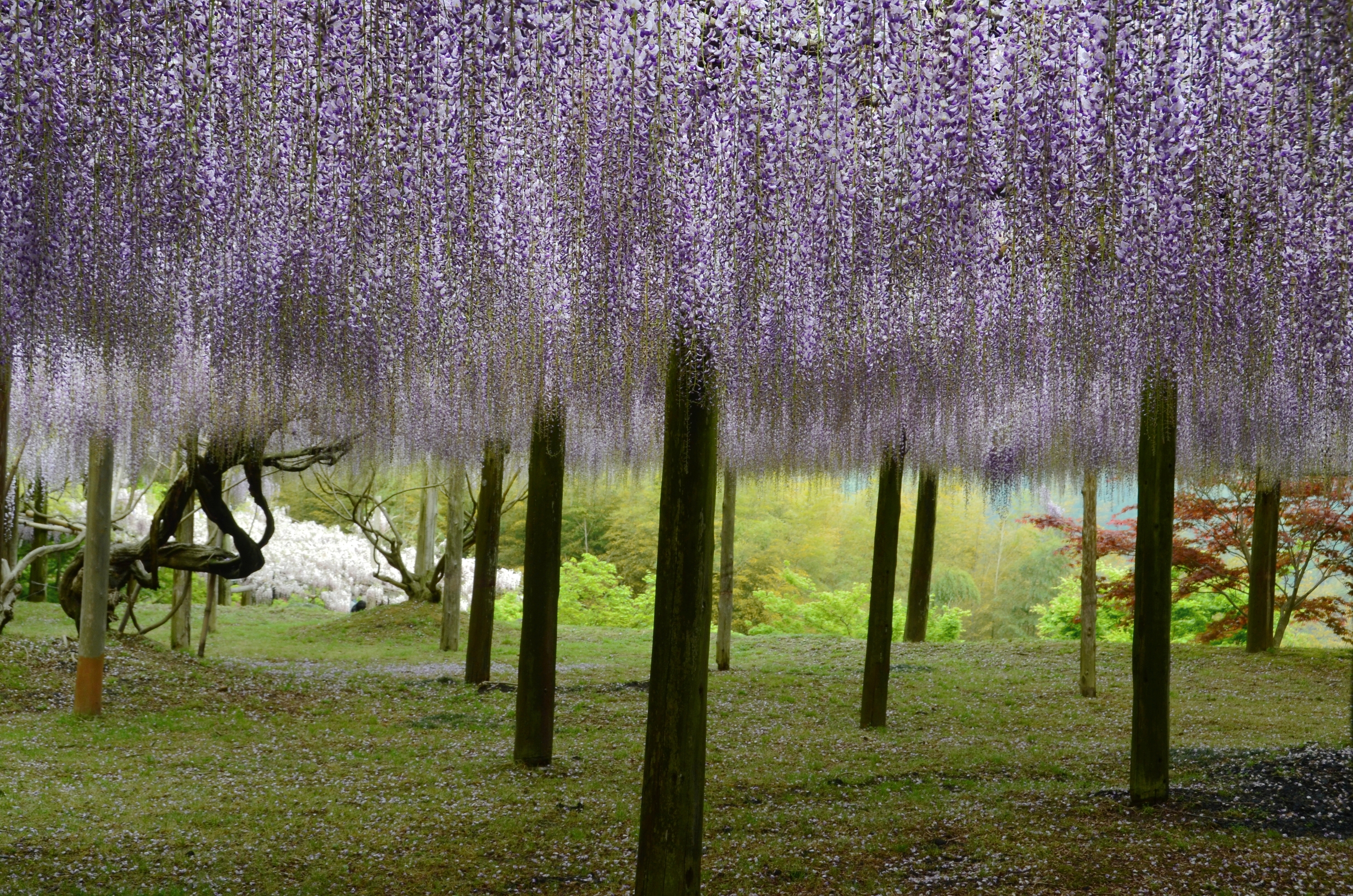 JP_I_10_50_size_watermark