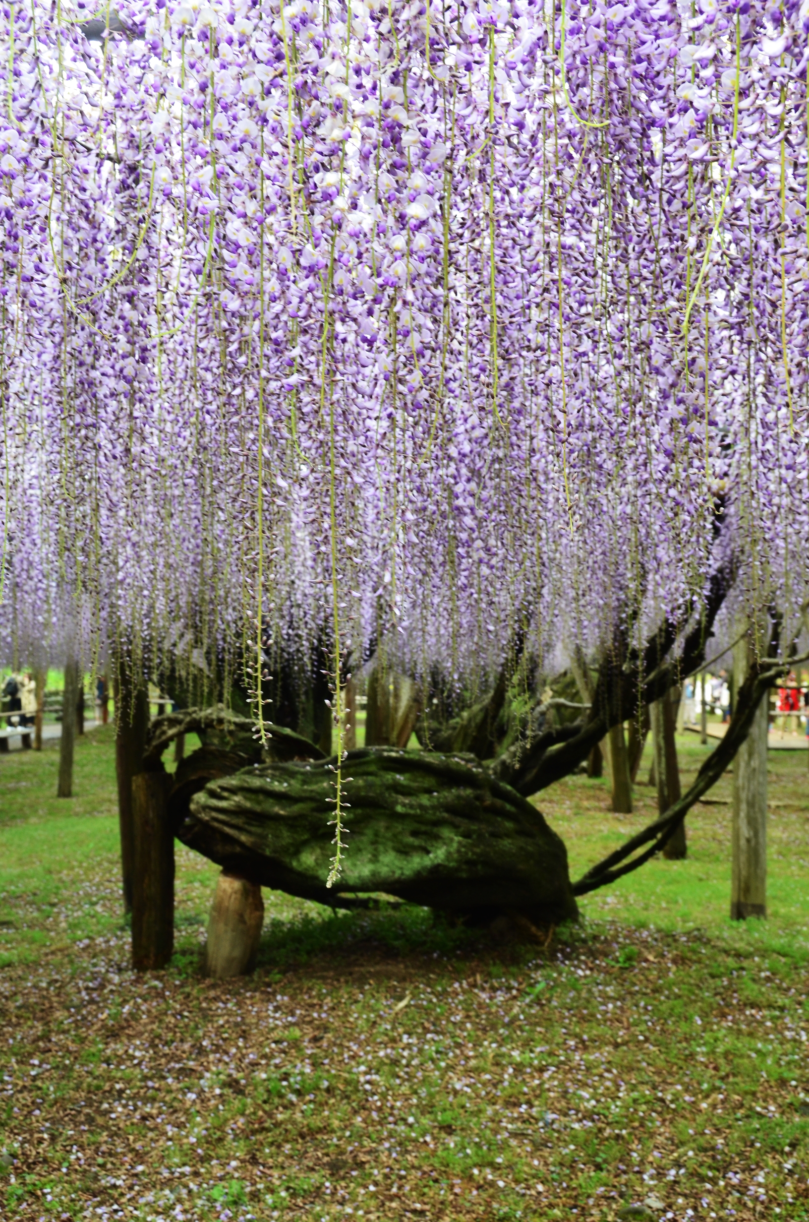 JP_I_12_50_size_watermark