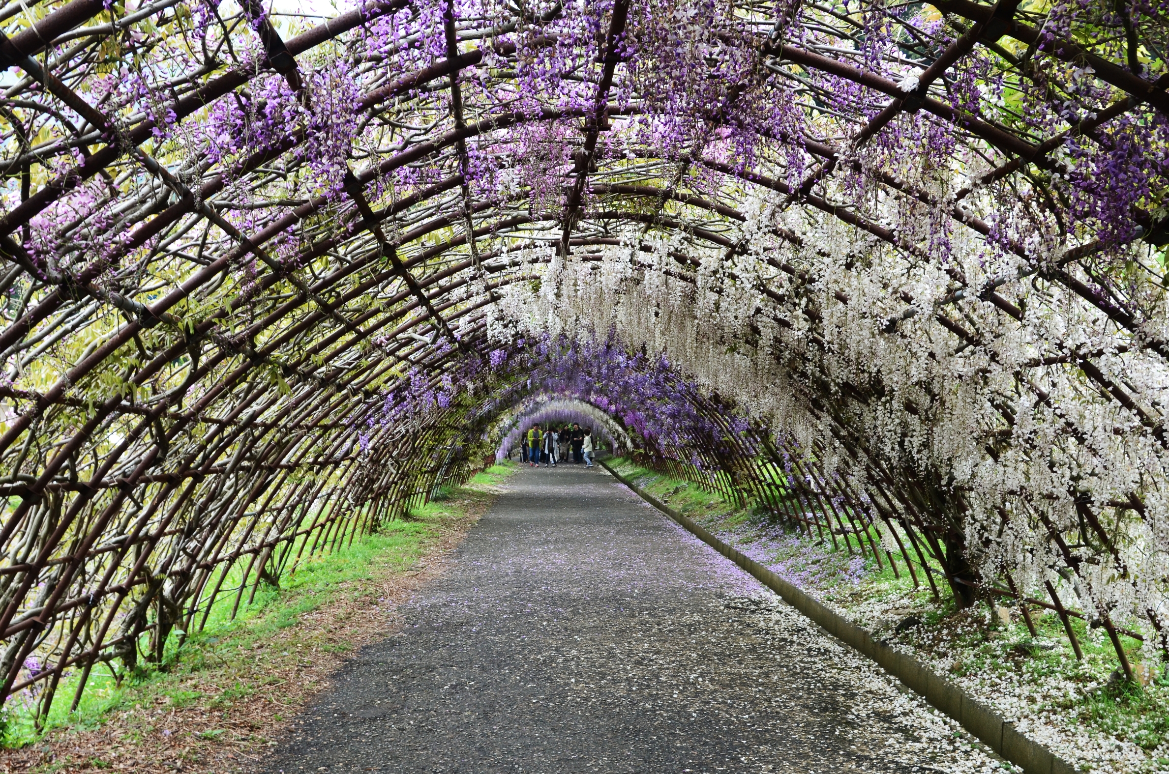 JP_I_13_50_size_watermark