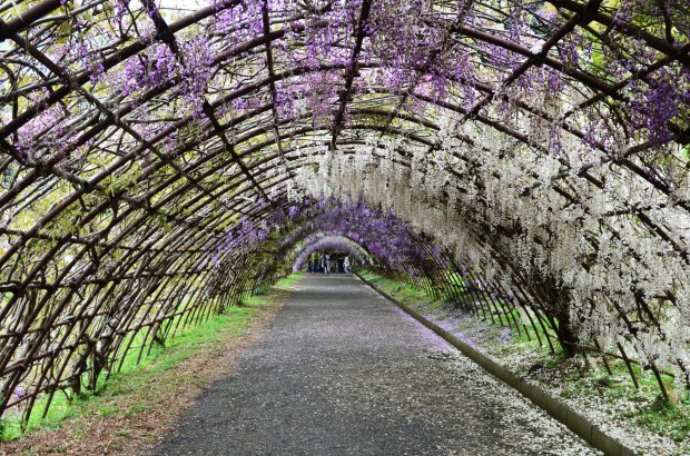 JP_I_13_50_size_watermark