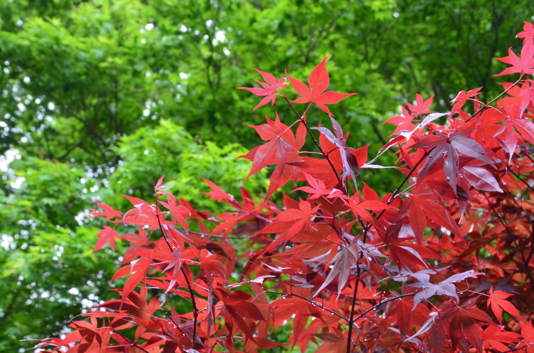 JP_I_14_50_size_watermark