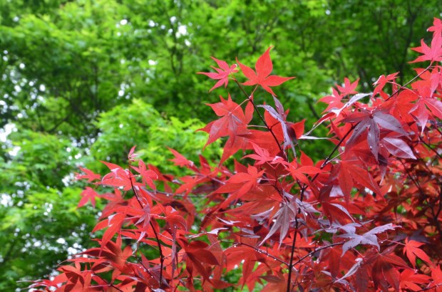 JP_I_14_50_size_watermark