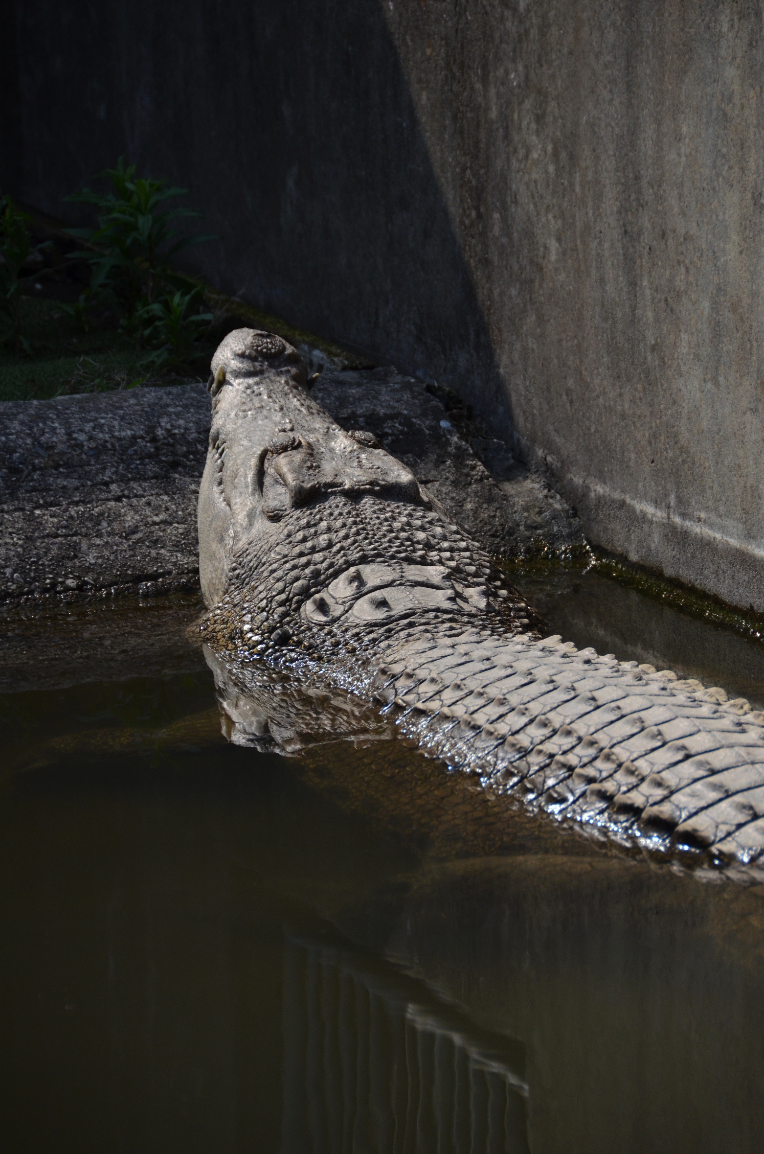 JP_II_15_50_size_watermark