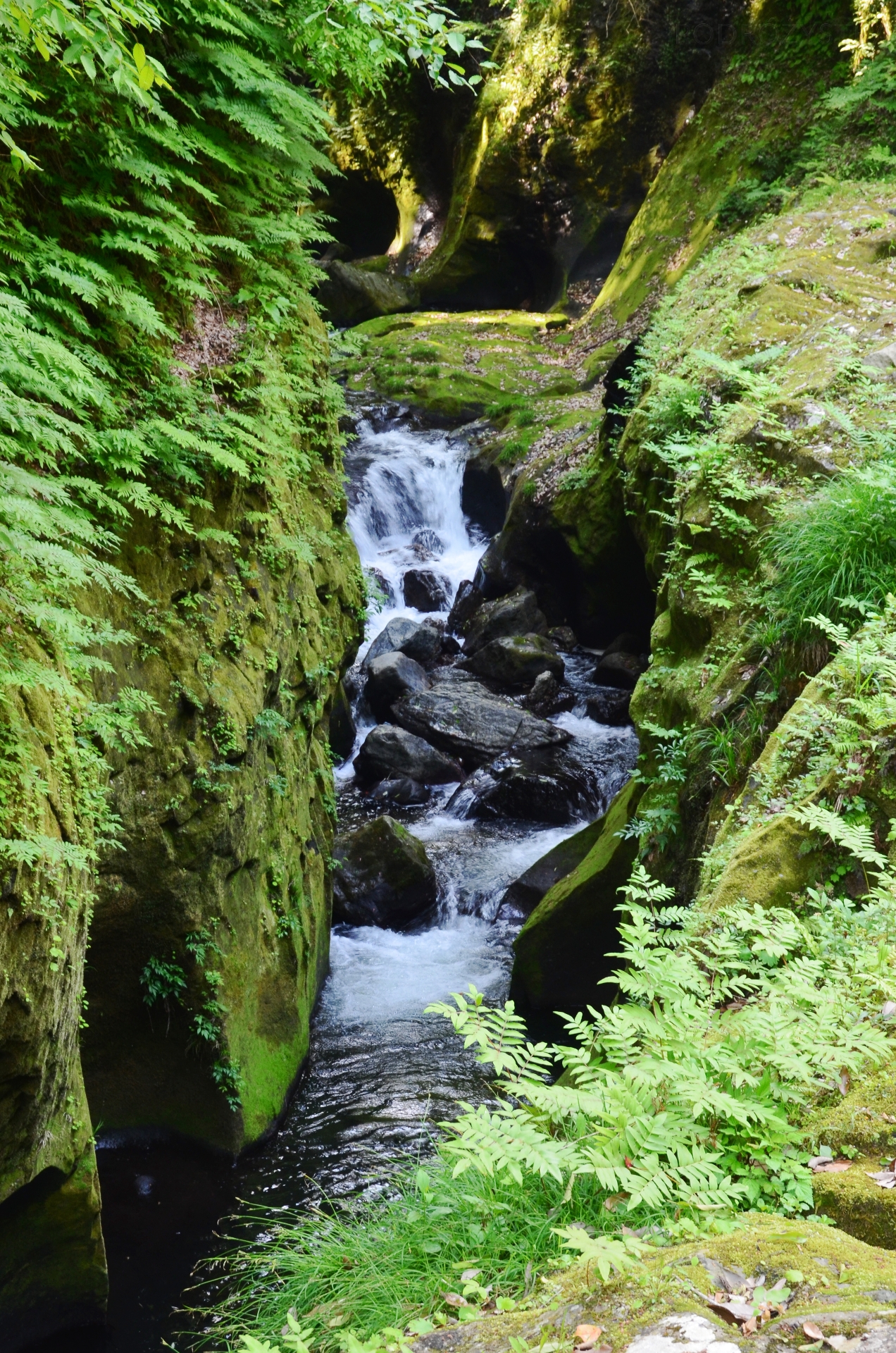 JP_III_07_50_size_watermark