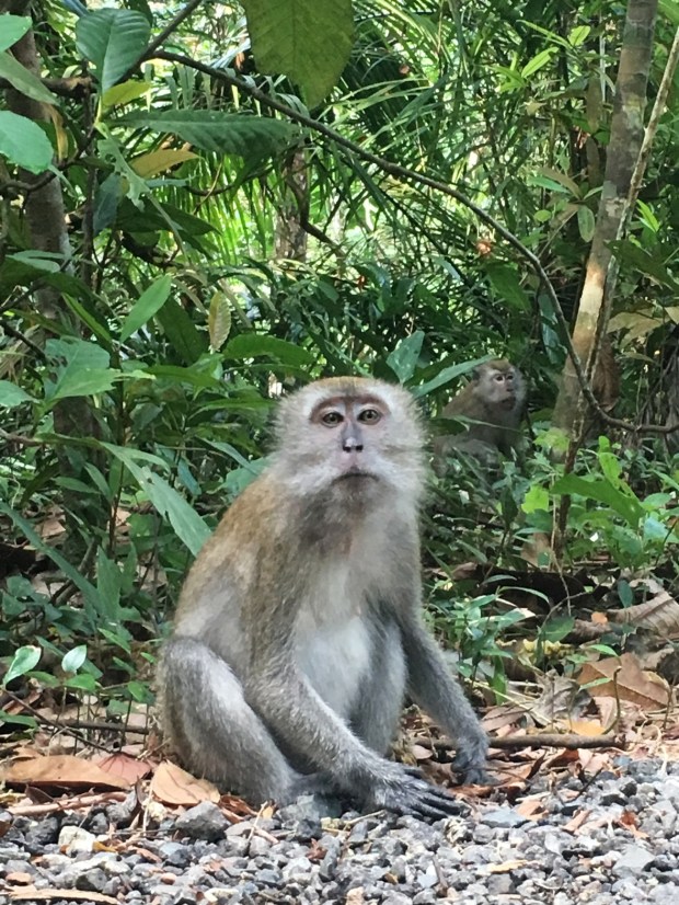 TreeTop_Walk_04_50_size_watermark