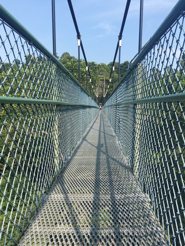 TreeTop_Walk_06_50_size_watermark